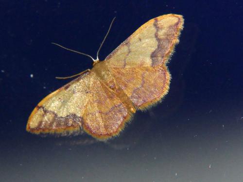 Idaea ostrinaria